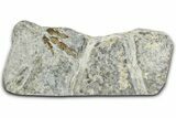 Plate of Dinosaur (Grallator) Tracks - Positive & Negative #366864-3